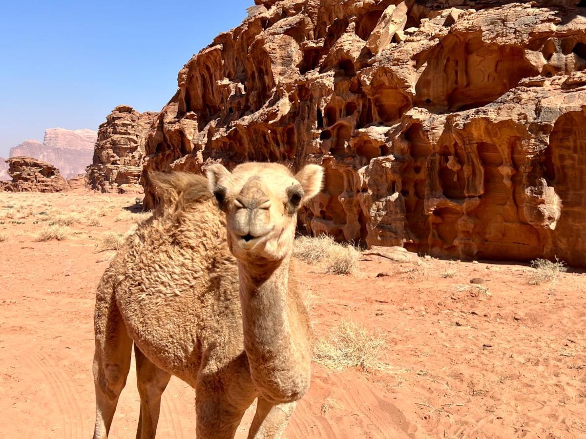 Wadi Rum Bedouin Tour With A Camp 외부 사진