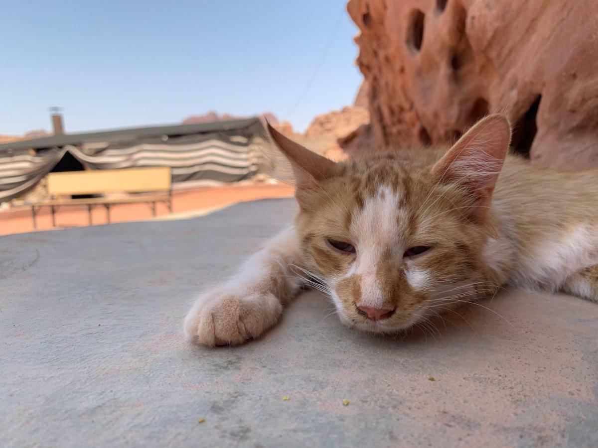 Wadi Rum Bedouin Tour With A Camp 외부 사진